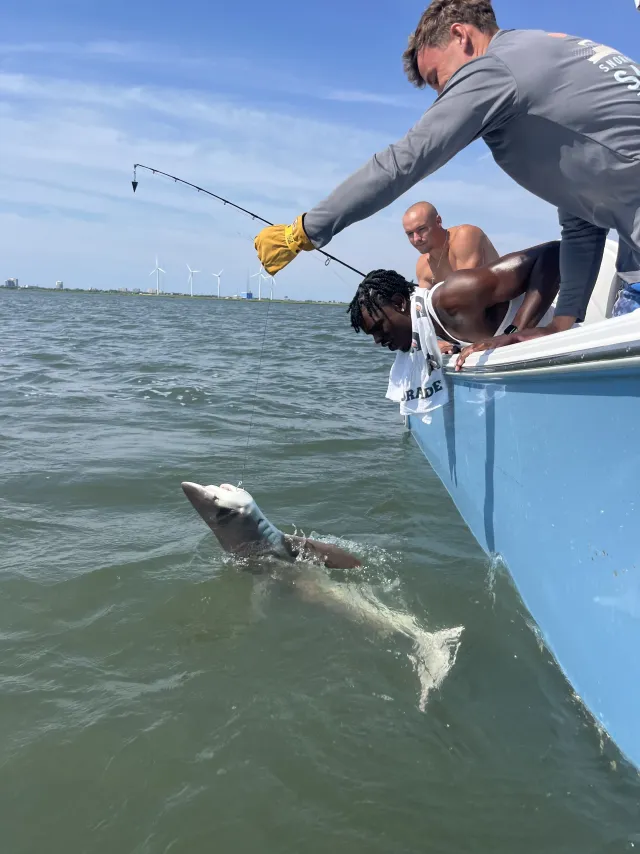 Group watching a shark release from the charter boat