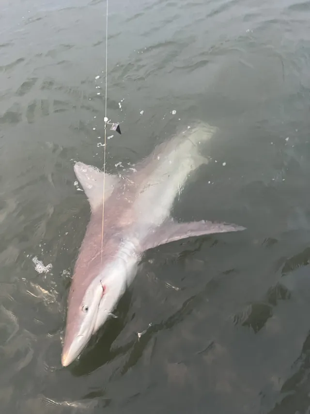 Shark facing the camera at the water surface
